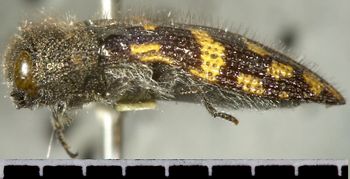 Media type: image;   Entomology 24405 Aspect: habitus lateral view